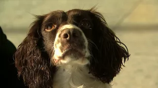 Hero sniffer dog proves she's top dog at Heathrow airport