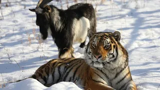 Russland: Mit Tiger befreundete Ziege gestorben