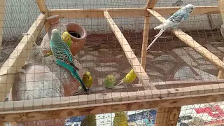 Australian Parrots in Cage | Parinday Ki Dunya  #birds  #parrot  #lovebirds  #birdlovers