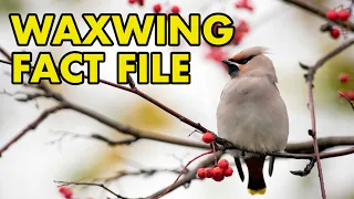 Bohemien Waxwing: Fact File (British Wildlife Facts)