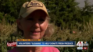 Volunteers "gleaning" to help donate fresh produce