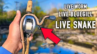 ULTIMATE Live Bait Fishing Challenge (Worm, Bluegill, Snake)