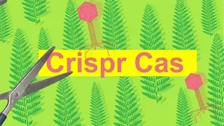 Was ist Crispr/Cas - eine Genschere im Einsatz (Fast Forward Science 2018)