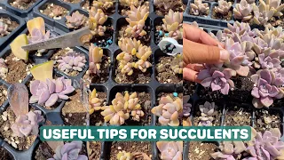 9 Useful Tips For Your Succulents | 9 Mẹo chăm sóc sen đá|  多肉植物| 다육이들 | Suculentas