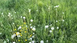 Желаю тебе Земля моя ...высокого неба ясного ..и счастья желаю тебе ! 🌈🥰✨☀️