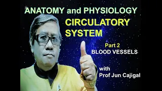 CIRCULATORY SYSTEM Part 2 Blood Vessels