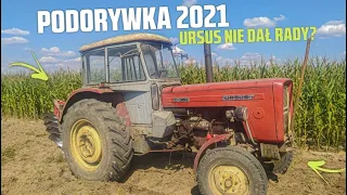 Podorywka 2021☆Ursus c-360 w Akcji☆