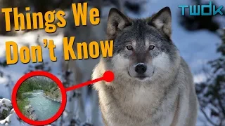 How Do Animals Change the Environment? - Things We Don't Know