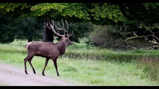 Red Deer Jægersborg   4K