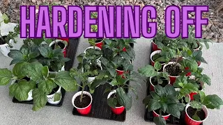 How to Haden Off Seedlings