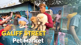 Cheap Price Dog Available In Galiff Street Pet Market  || Kolkata Pet Market