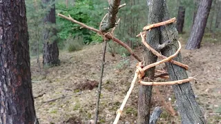 Jak przetrwać w polskim lesie -budowa schronienia i zdobycie pożywienia.