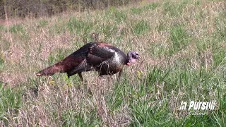 2018 Iowa Turkey Hunt. Two Triple Bearded Toms