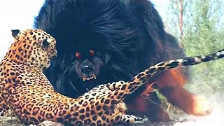 10 Dogs That Are Nightmares To Wild Animals