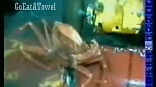 Poor Crab