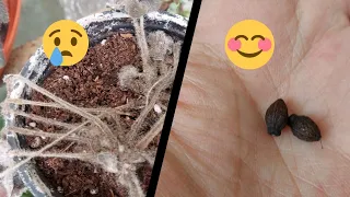 Garden? Tour | Part Two | Accidentally Harvesting Seeds | African Violets Update