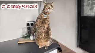 Приколы с животными! С ОЗВУЧКОЙ! Смешные коты! ДО СЛЕЗ!