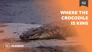 Where The Crocodile Is King | Mutual of Omaha's Wild Kingdom