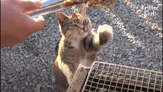 Cat's Determined To Take Grilled Fish For The Lady Who Saved His Life | Kritter Klub