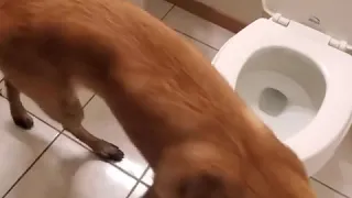 Hunde können auch auf die Toilette gehen