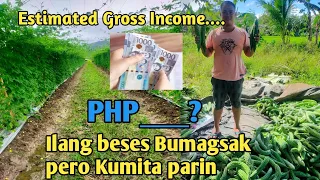 MAGKANO ANG KINITA NG AMING AMPALAYA?