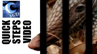 How to Get Rid of Armadillo Under House - TRUE FACTS ABOUT ARMADILLO TRAPPING