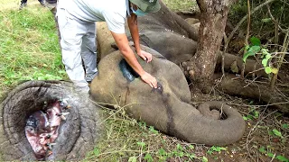 Severely injured elephant covered by flies in a critical condition treated by the kind veterinarians