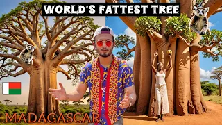 World’s Most Strange Tree in Madagascar 🇲🇬 | ‘THE BAOBAB TREE’