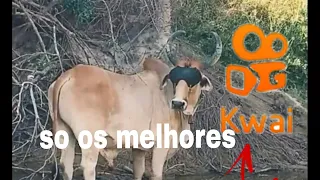 Os melhores videos do kwai sobre pega de boi e pé de porteira