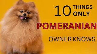 Top10 things only Pomeranian owners know