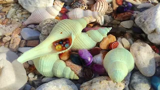 This kind of pearl snail that makes sounds only appears once in many years