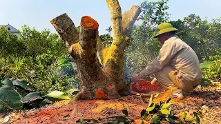 Watching A Young Carpenter Turn A Discarded Tree Stump Into Something Amazing // DQ Woodworking