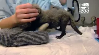 Cheetah Cubs Update - Cincinnati Zoo