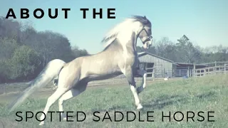About the Spotted Saddle Horse | Gaited Horse Breeds | DiscoverTheHorse