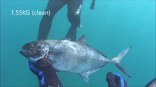 SpearFishing Israel - Atlantic horse mackerel 1.55 KG