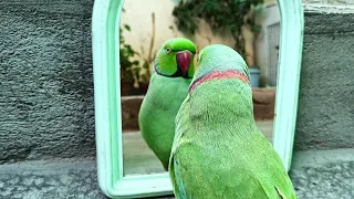 Mithu talking with mirror #talkingparrot #parrot #parrotvoice #themithu