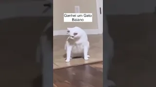 Ganhei um gato Baiano 😂😂