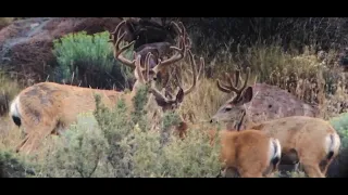 Giant California Mule Deer Buck Highlight Trailer from two hunts. "Two bucks over 200 inches!"