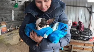 ПРОВОЖАЕМ Виконта в новый дом / купить щенка ЧИХУАХУА в питомнике РКФ " Мари Мистик " в СПб