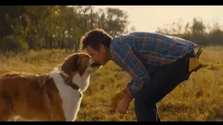 Beautiful Story of a Dog | A Dog's Purpose Movie Recap