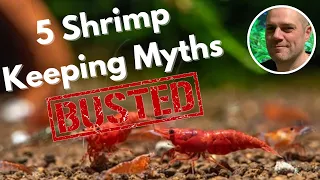 5 Shrimp Keeping Myths Busted!