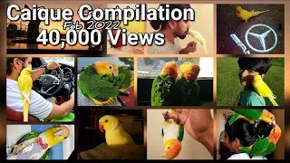 Caique Parrot Compilation Part-1 for Tips, Tricks and Funny Videos || Indian Ringneck