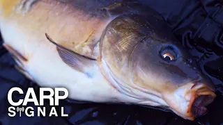 Carp Fishing - Day Session Carping (Short Film) | Carp Signal