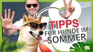 ▶︎ 8 Tipps für deinen HUND oder WELPEN im Sommer ☀️