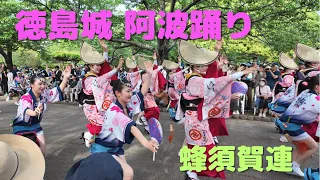 【徳島城阿波踊り】蜂須賀連の素晴らしい演技を満喫してください