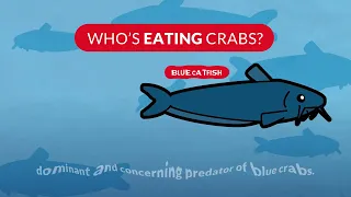 The Chesapeake Bay Blue Crab: Predators and Prey
