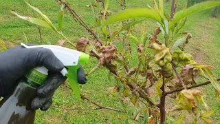 How to prevent and treat peach leaf curl ??