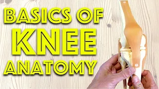 Anatomy of the Knee Joint - Basic Clinical Anatomy Revision - Dr Gill