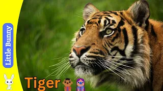 Stripes & Secrets: Unveiling the Mighty World of Tigers for Curious Kids!