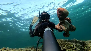 Spearfishing Croatia - Autumn 2022